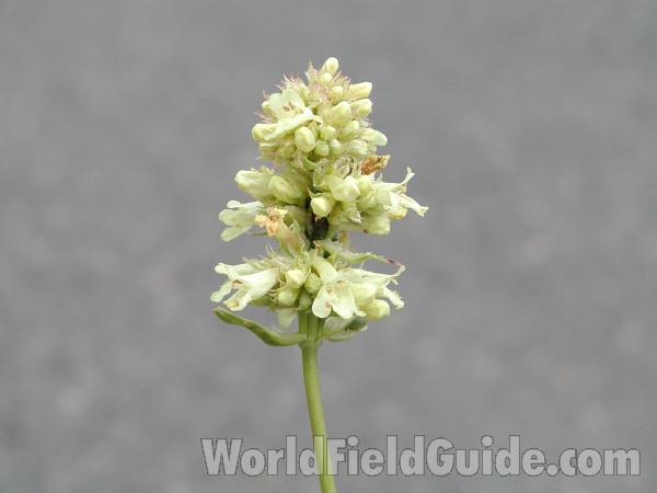 Top Of Plant<br>(Location of Picture: Toats Coulee, Washington, USA)