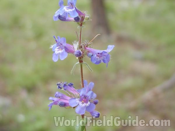 Flower<br>(Location of Picture: Okanogan, Washington, USA)