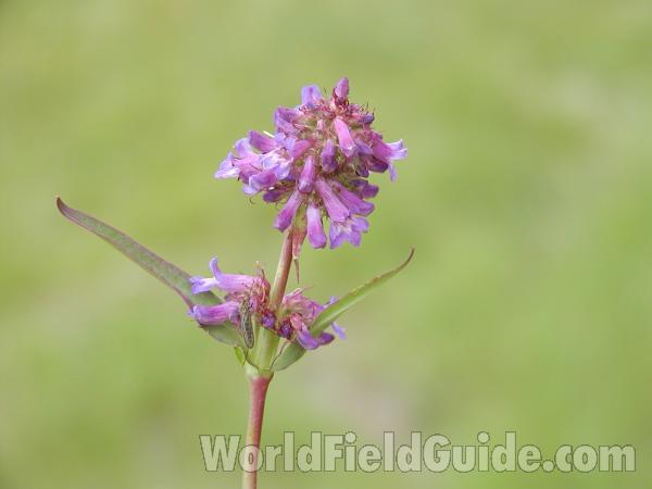 Top Of Plant<br>(Location of Picture: Okanogan, Washington, USA)