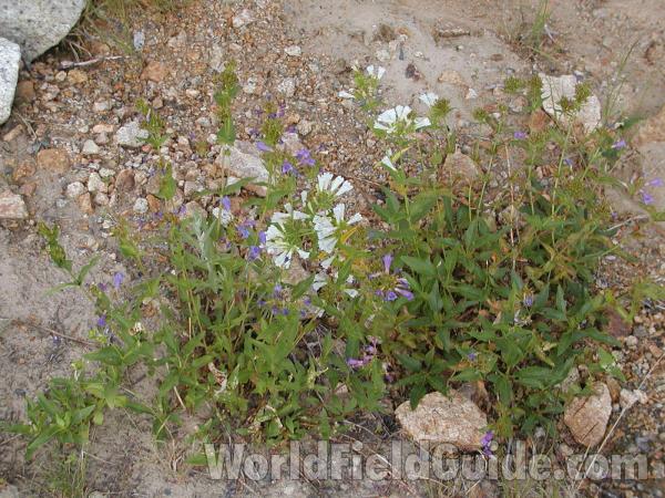 Habitat<br>(Location of Picture: Cascades, Washington, USA)
