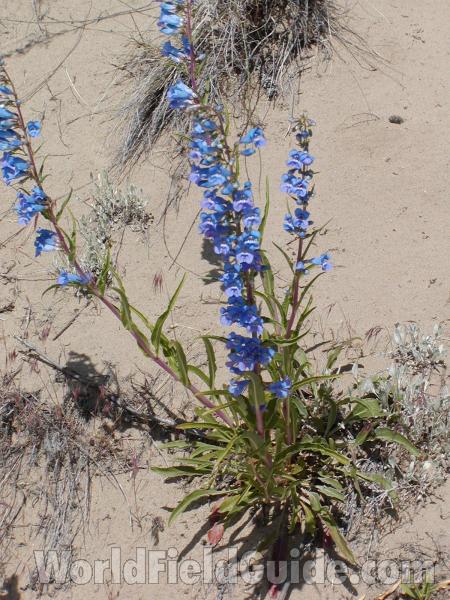 Habitat<br>(Location of Picture: Garden, Washburn, Washington, USA)