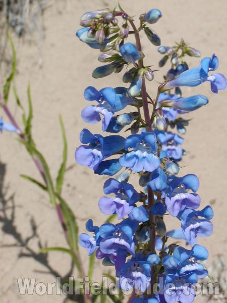 Flower Raceme<br>(Location of Picture: Garden, Washburn, Washington, USA)