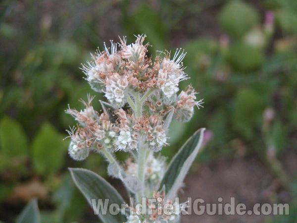 Flowers<br>(Location of Picture: Okanogan, Washington, USA)
