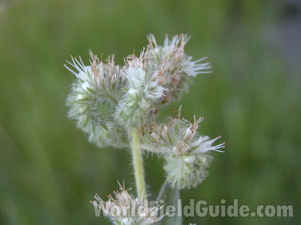 Top Of Plant<br>(Location of Picture: Okanogan, Washington, USA)