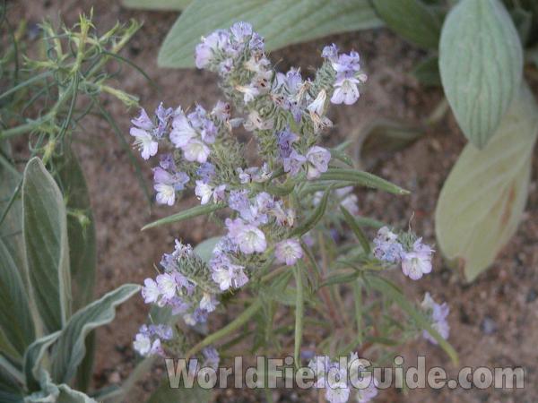 Top Of Plant<br>(Location of Picture: Conconully, Washington, USA)