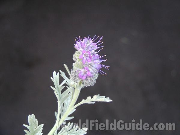Top Of Plant<br>(Location of Picture: Harts Pass, Washington, USA)