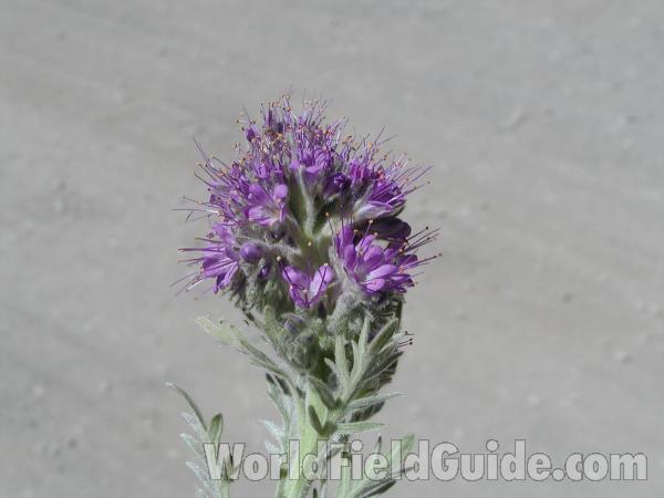 Top Of Plant<br>(Location of Picture: Harts Pass, Washington, USA)