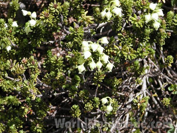Habitat<br>(Location of Picture: Harts Pass, Washington, USA)
