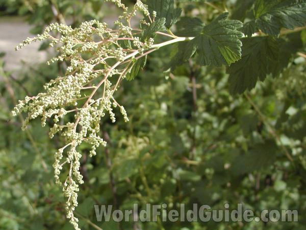 Top Of Plant<br>(Location of Picture: Neville Ridge, Washington, USA, '02)
