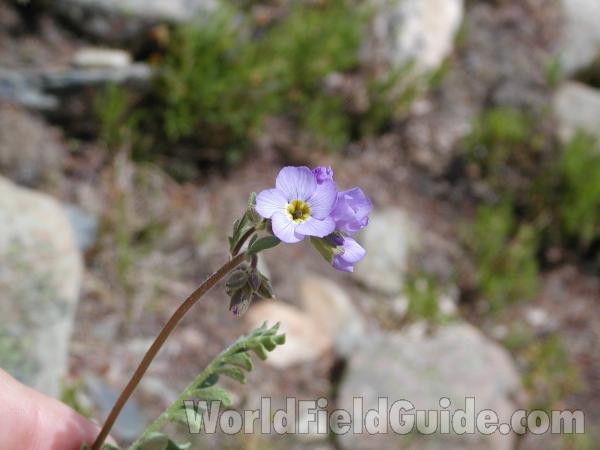 Flower<br>(Location of Picture: Harts Pass, Washington, USA)