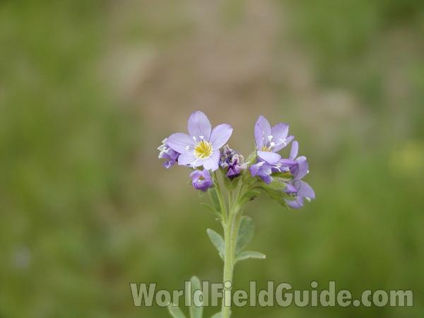 Top Of Plant<br>(Location of Picture: Toats Coulee, Washington, USA)