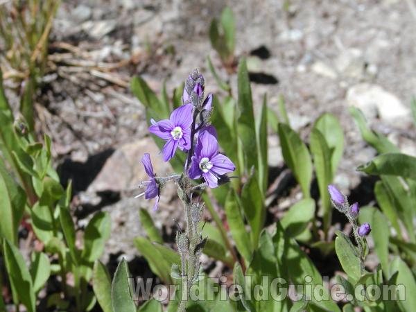 Top Of Plant<br>(Location of Picture: Harts Pass, Washington, USA)