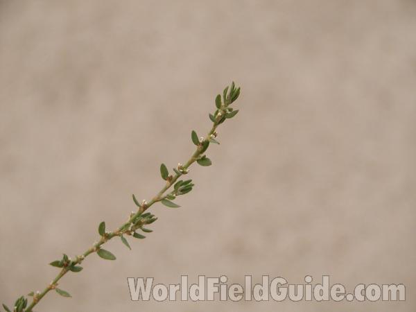 Top Of Plant<br>(Location of Picture: Okanogan, Washington, USA)