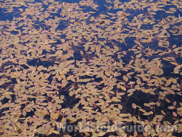 Habitat<br>(Location of Picture: Roger Lake, Washington, USA)