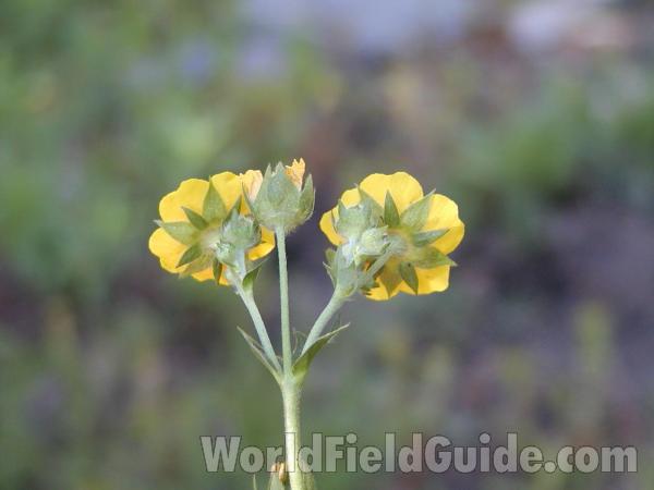 Flower Back<br>(Location of Picture: Neville Ridge, Washington, USA)