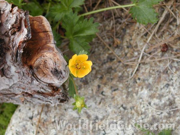 Flower<br>(Location of Picture: Okanogan, Washington, USA)