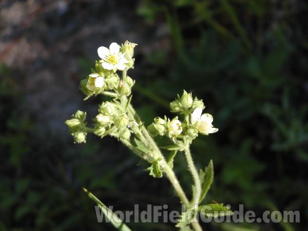Top Of Plant<br>(Location of Picture: Conconully, Washington, USA)