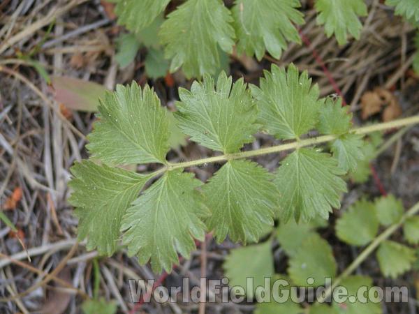 Leaves<br>(Location of Picture: Conconully, Washington, USA)