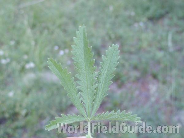 Leaves<br>(Location of Picture: Conconully, Washington, USA)