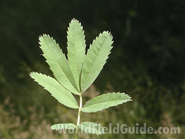 Leaf<br>(Location of Picture: Desautel, Washington, USA)