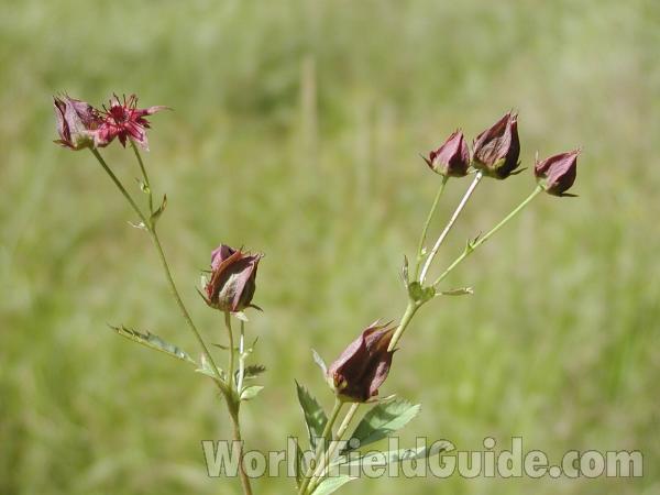 Top Of Plant<br>(Location of Picture: Desautel, Washington, USA)