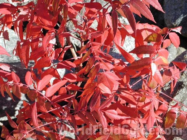 Twigs with Red Fall Leaves<br>(Location of Picture: Okanogan, Washington, USA)