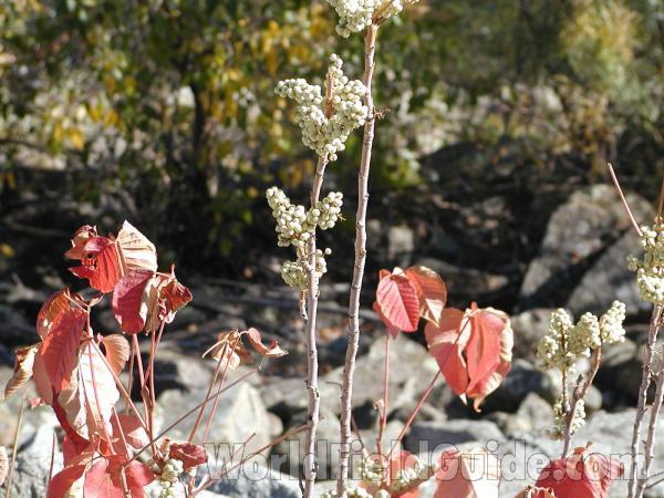 Fruits<br>(Location of Picture: Omak, Washington, USA)