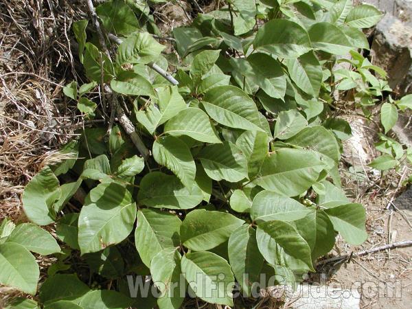 Leaves<br>(Location of Picture: Omak, Washington, USA)