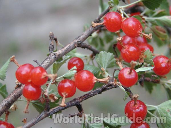 Fruits<br>(Location of Picture: Conconully, Washington, USA)