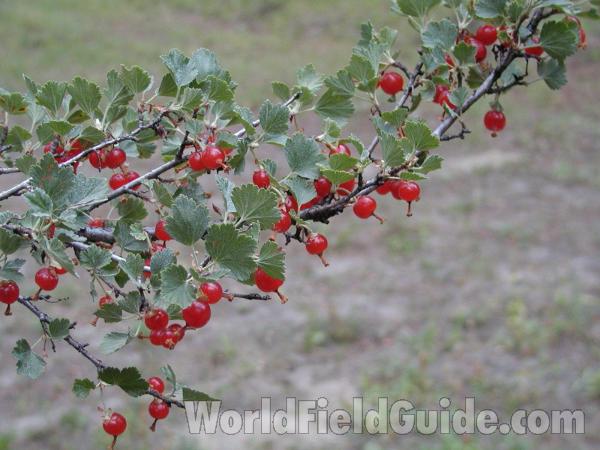 Berries and Leaves<br>(Location of Picture: Conconully, Washington, USA)