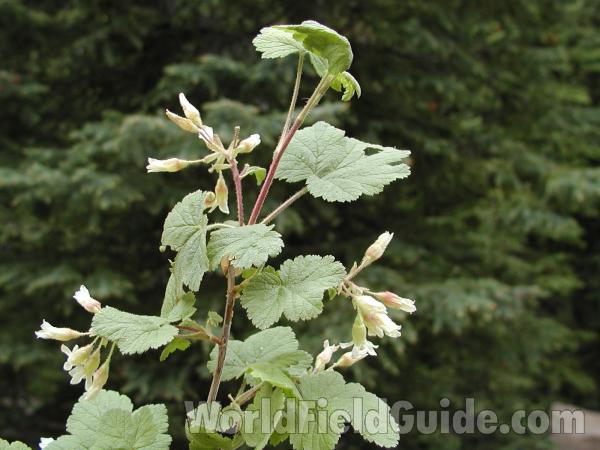 Top Of Plalnt<br>(Location of Picture: Conconully, Washington, USA)