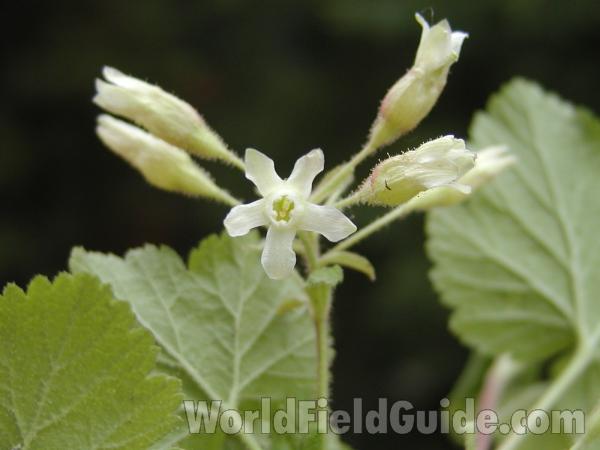 Flower<br>(Location of Picture: Conconully, Washington, USA)