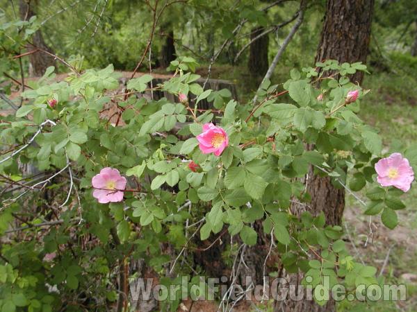 Habitat<br>(Location of Picture: Neville Ridge, Washington, USA)