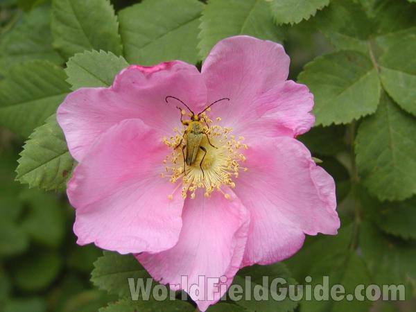 Flower<br>(Location of Picture: Neville Ridge, Washington, USA)