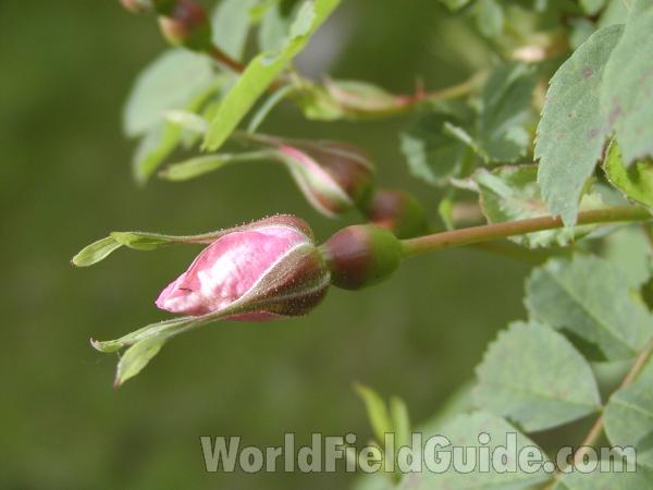 Bud<br>(Location of Picture: Neville Ridge, Washington, USA)