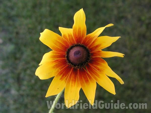 Flower<br>(Location of Picture: Okanogan, Washington, USA)