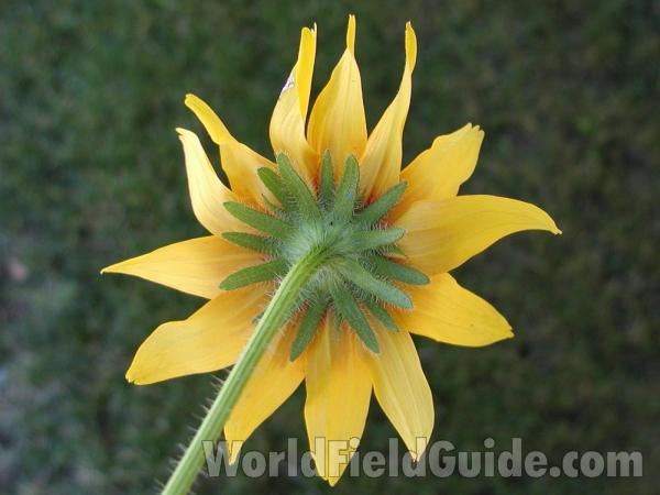 Flower Back View<br>(Location of Picture: Okanogan, Washington, USA)