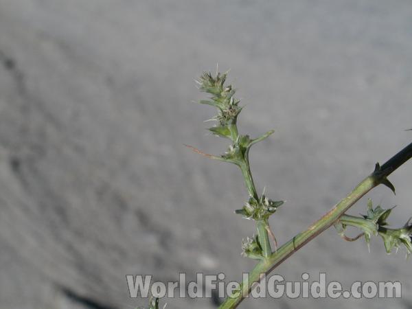 Stem<br>(Location of Picture: Tiffany, Washington, USA)