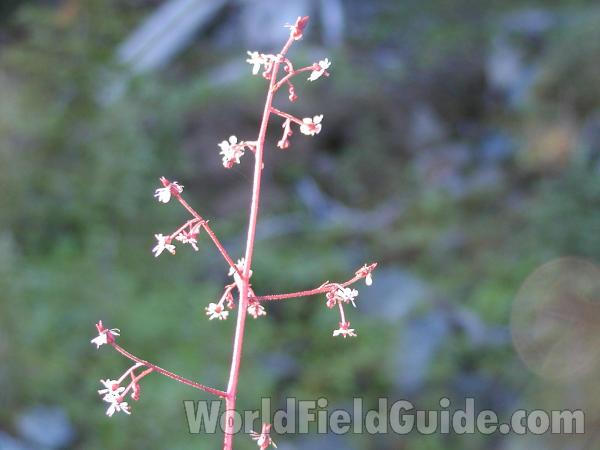 Top Of Plant<br>(Location of Picture: Tiffany, Washington, USA)