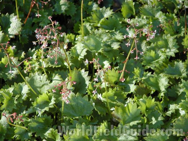 Leaves<br>(Location of Picture: Tiffany, Washington, USA)