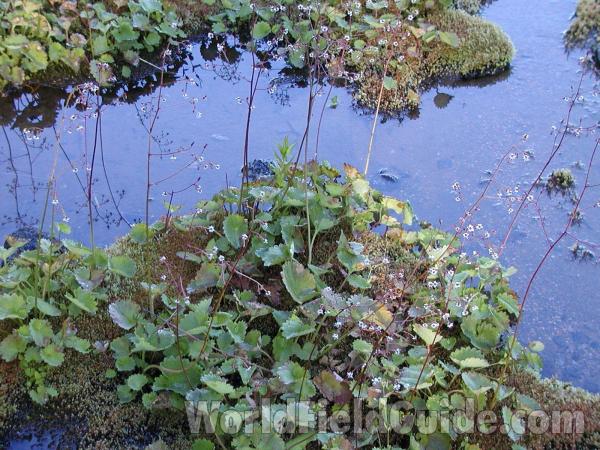 Habitat<br>(Location of Picture: Tiffany, Washington, USA)