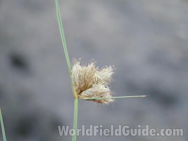 Close-up<br>(Location of Picture: Washington, USA)