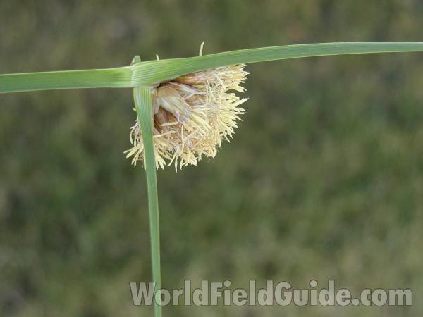 Head<br>(Location of Picture: Washington, USA)