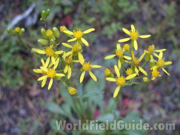 Flowers<br>(Location of Picture: Tiffany, Washington, USA)