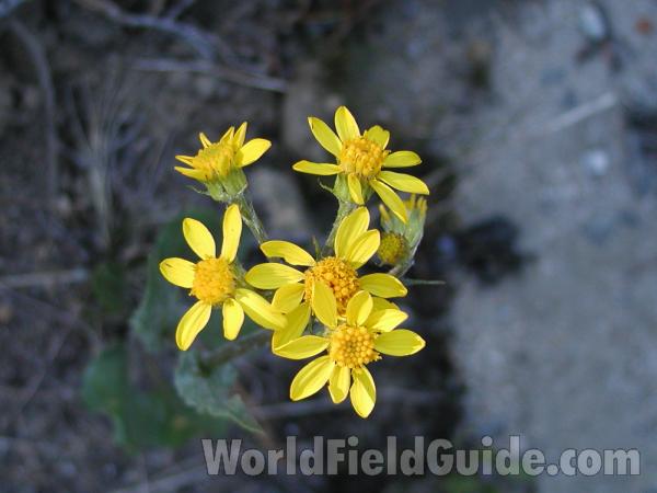 Flowers<br>(Location of Picture: Baldy Mountain, Washington, USA)