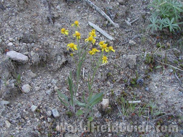 Habitat<br>(Location of Picture: Baldy Mountain, Washington, USA)
