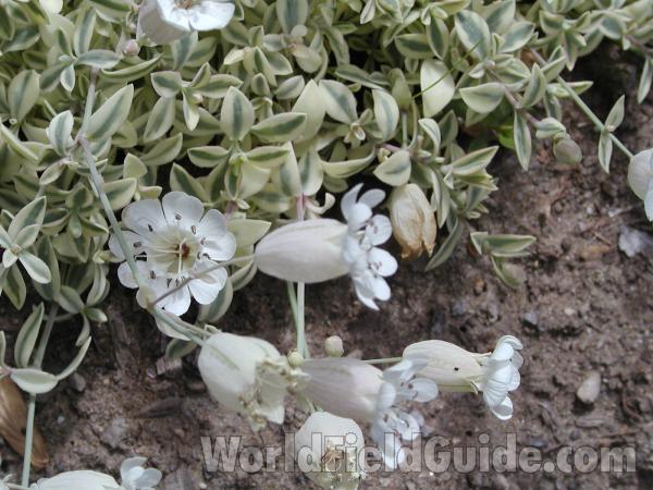 Flowers<br>(Location of Picture: Garden, Okanogan, Washington, USA)