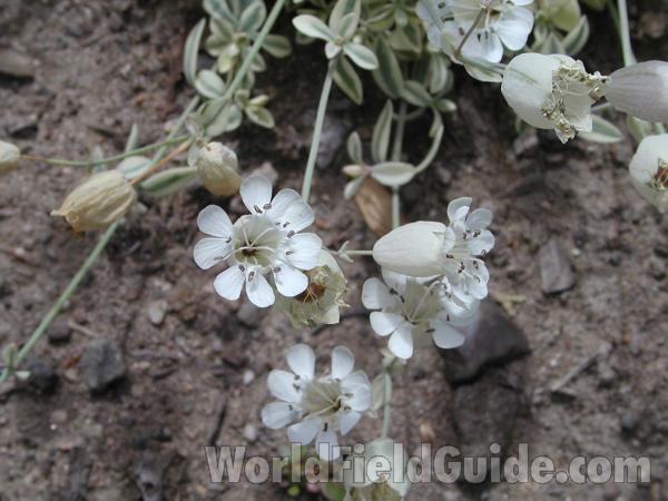 Flowers<br>(Location of Picture: Garden, Okanogan, Washington, USA)