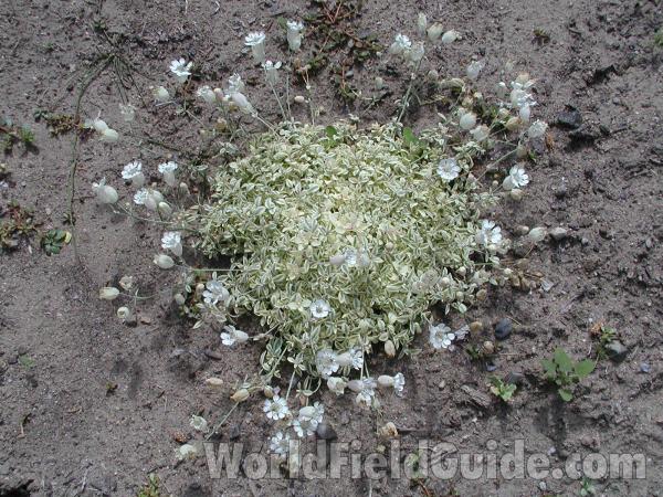 Silhouette<br>(Location of Picture: Garden, Okanogan, Washington, USA)