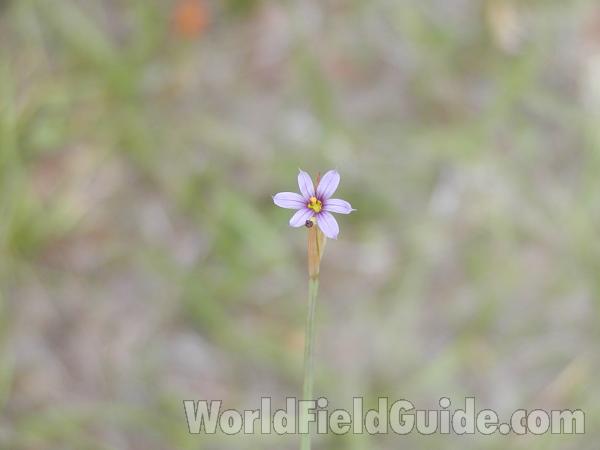 Flower<br>(Location of Picture: Blue Lake, Washington, USA)